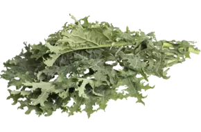 Russische snijkool 250gr